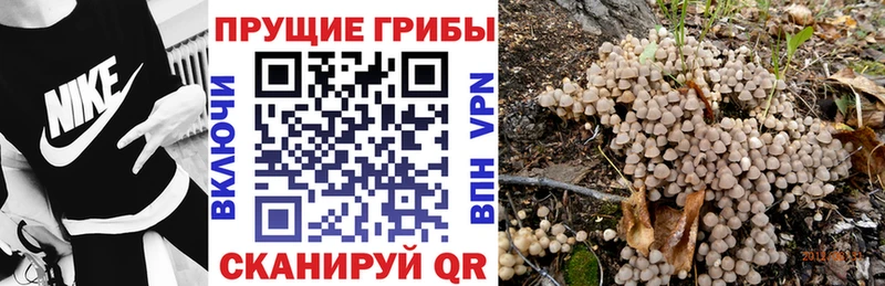 Галлюциногенные грибы Cubensis Исилькуль
