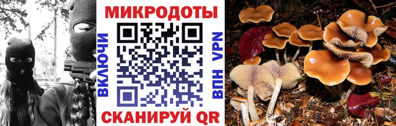 сколько стоит  Исилькуль  Псилоцибиновые грибы Cubensis 